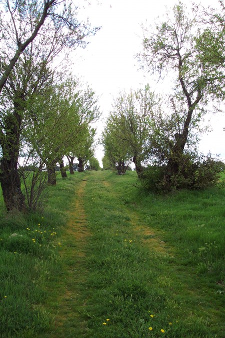 Almendros del Montefrio
