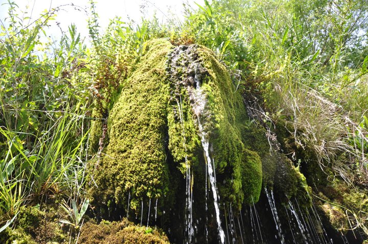 Toba Huerto Romero